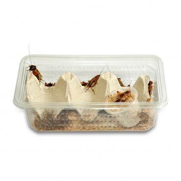 Voedseldieren langer in leven houden? HabiStat Insecta Shot [portie 15g] kopen? | HMIS1RP | 5027407013506