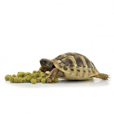 Droogvoer voor landschildpadden kopen? HabiStat Dry Tortoise Food, Banana 800g | HSTFB800 | 5027407014381