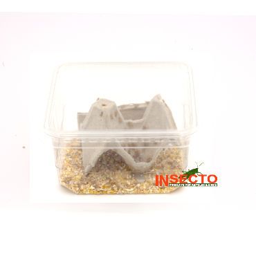 Huiskrekels (2), Micro, voedseldieren, 6095544080018