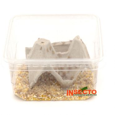 Huiskrekels (2), Micro, voedseldieren, 6095544080018