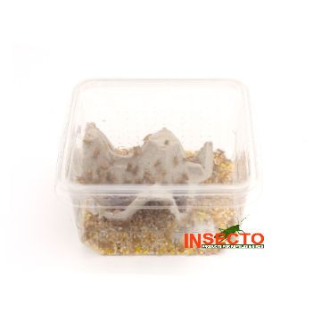 Huiskrekels (3), Micro, voedseldieren, 6095544080063