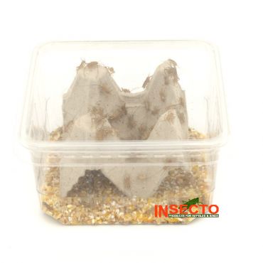 Huiskrekels (4), Extra klein, voedseldieren, 6095544087017