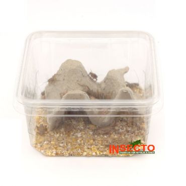 Huiskrekels (6), Middel, voedseldier, 6095544097054