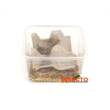 Huiskrekels (7), Groot, voedseldieren, 6095544148107