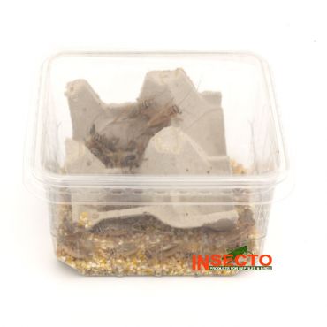 Huiskrekels (7), Groot, voedseldieren, 6095544148107