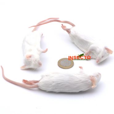 23-30 gram, Volwassen Muis - 25 stuks