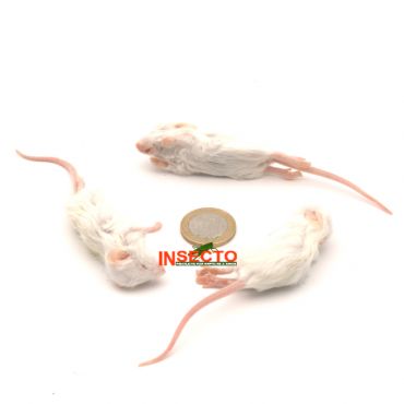 7-10 gram, Springer Muis - 25 stuks