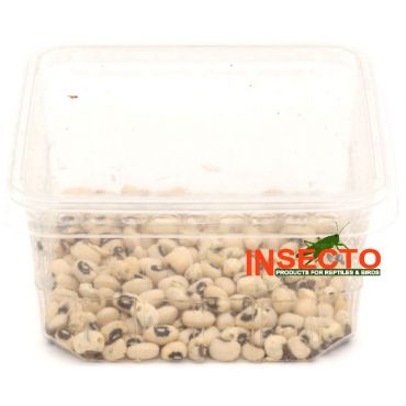 Bonenkevers kopen? Geschikt als voedseldier voor o.a. kleine reptielen en amfibieën | BOK | 8717545215470