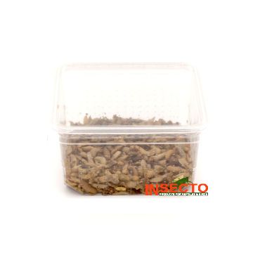 Nutri Grub / Calci-worm - Groot kopen? | NUTGLD | 8717545215302