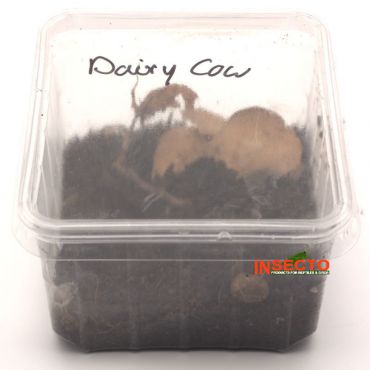 Porcellio Laevis 'Dairy Cow'