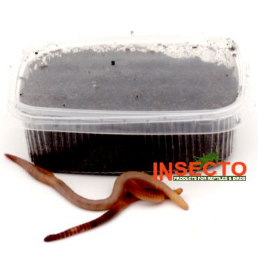 Dendrobena / Regenwormen