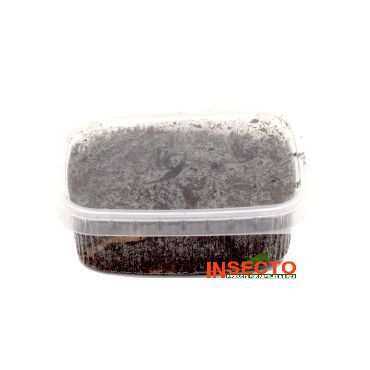 Dendrobena / Regenwormen