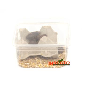 Dubia's (6), 20-30 MM - 12 Stuks