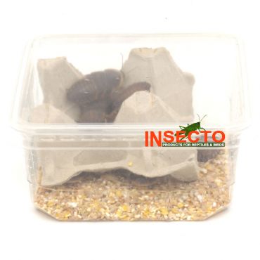 Dubia's (6), 20-30 MM - 12 Stuks