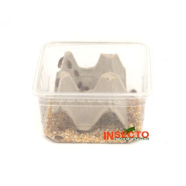 Dubia's (2), 4-10 MM - 20 Stuks