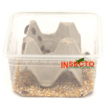 Dubia's (2), 4-10 MM - 20 Stuks