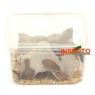 Dubia's, Mix - 50 Gram