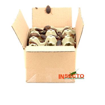 Dubia's, Mix - 500 Gram