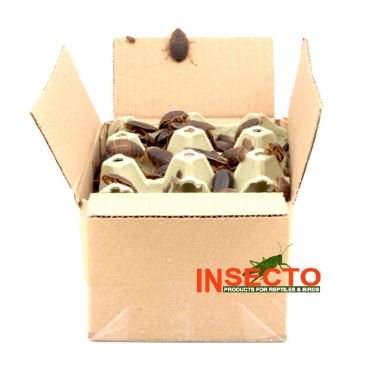 Dubia's, Mix - 100 Gram