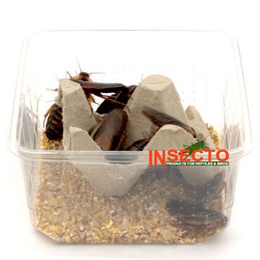 Dubia's (8), 30-40 MM - 10 Stuks