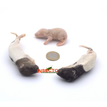 11-25 Gram, Fuzzy Rat - 10 stuks