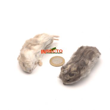 19-45 gram, Russische dwerghamster- 5 Stuks