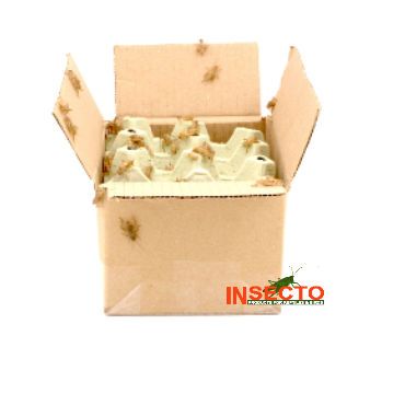 Huiskrekels (7), Groot - 500G, voedseldieren, 6095544157147