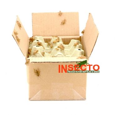 Huiskrekels (6), Middel - 250G, voedseldieren, 6095544099010