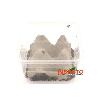 Starfood - Krulvliegen (Musca domestica) | KRVD | 8717545218112