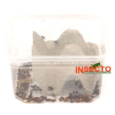 Starfood - Krulvliegen (Musca domestica) | KRVD | 8717545218112