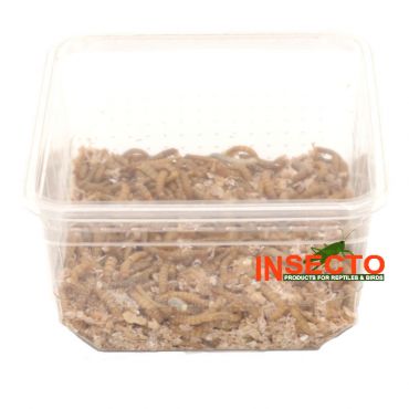 Meelwormen kopen? Geschikt als voedseldier voor o.a. reptielen, amfibieën, vogels, enz... | NMWD | 8717545219119