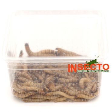 Moriowormen 50 gram kopen, 6095544195118, MOWD50