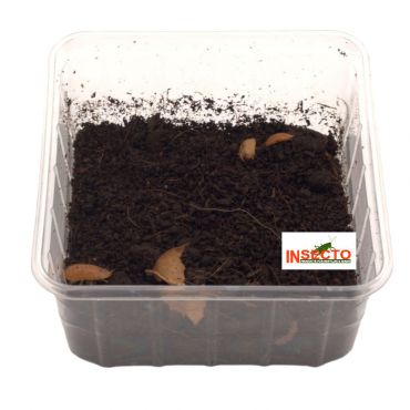 Porcellio Laevis 'Orange'