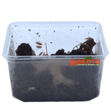 Porcellionides Pruinosus ''Orange Koi' 