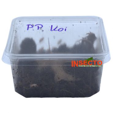 Porcellionides Pruinosus ''Orange Koi' 