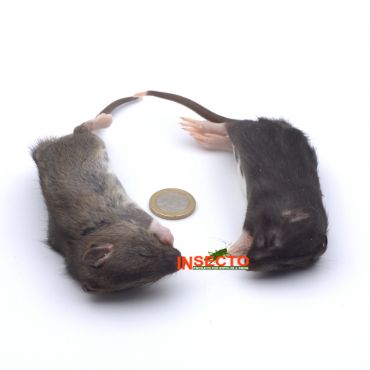 51-90 gram, Kleine rat - 5 stuks