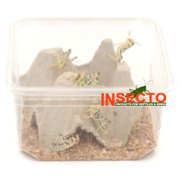 Starfood - Woestijnsprinkhanen Middel - maat 6 (Schistocerca gregaria) | SG6 | 8717545216163