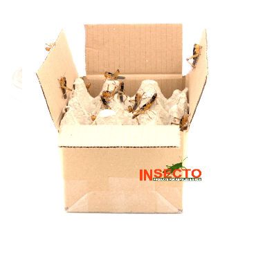 Starfood - Bulk Treksprinkhanen Middel - maat 6 (Locusta migratoria) | SL6B | 8717545215265