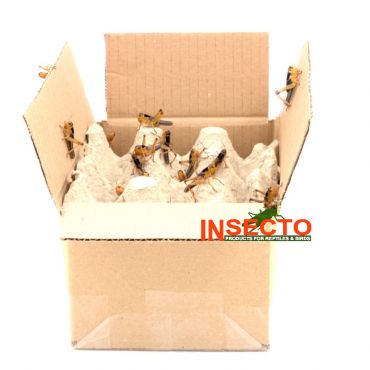 Starfood - Bulk Treksprinkhanen Middel - maat 6 (Locusta migratoria) | SL6B | 8717545215265