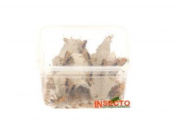 Starfood - Treksprinkhanen Middel - maat 6 (Locusta migratoria) | SL6 | 8717545215166