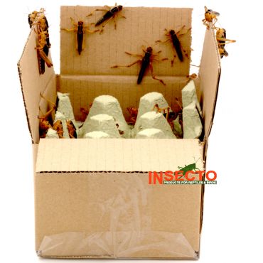 Starfood - Bulk Treksprinkhanen Groot - maat 7 (Locusta migratoria) | SL7B | 8717545215272