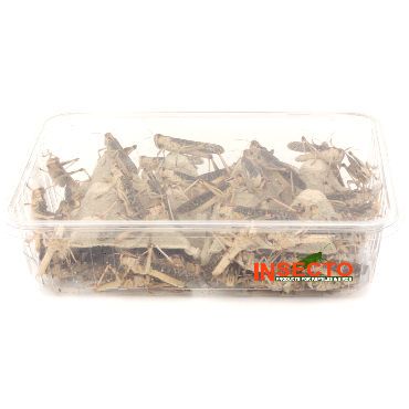 Treksprinkhanen (8), Volwassen - 50ST