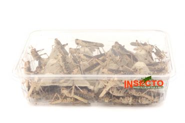 Treksprinkhanen (8), Volwassen - 50ST