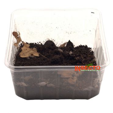 Armadillidium Vulgaire st. Lucia