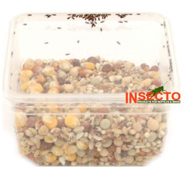 Graankevers (uitkomende bakjes)