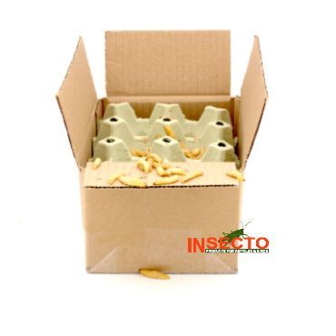 Levende wasmotten op houtkrul 500g, 6095544460490, WAS500