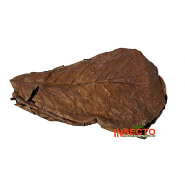 Colombo Catappa bladeren 12-20 cm, 10 stuks, 8715897336201, A5010840