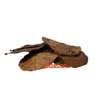 Colombo Catappa bladeren 8-10 cm, 10 stuks, 8715897336195, A5010835