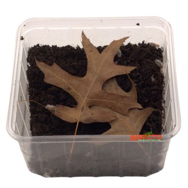 Porcellionides Pruinosus 'Oreo Crumble'