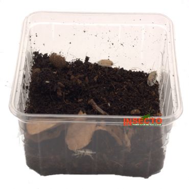 Porcellio Laevis 'Dairy Cow'